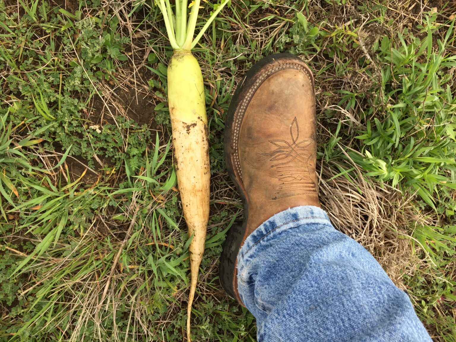 Daikon Radish 50 lb bag MBS Seed