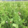 Cover-All Fall Cover Crop Mix