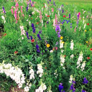 TexOkla Wildflower Mix   Per LB