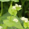 Buckwheat