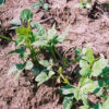 Iron & Clay Cowpeas