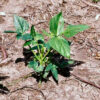 Iron & Clay Cowpeas