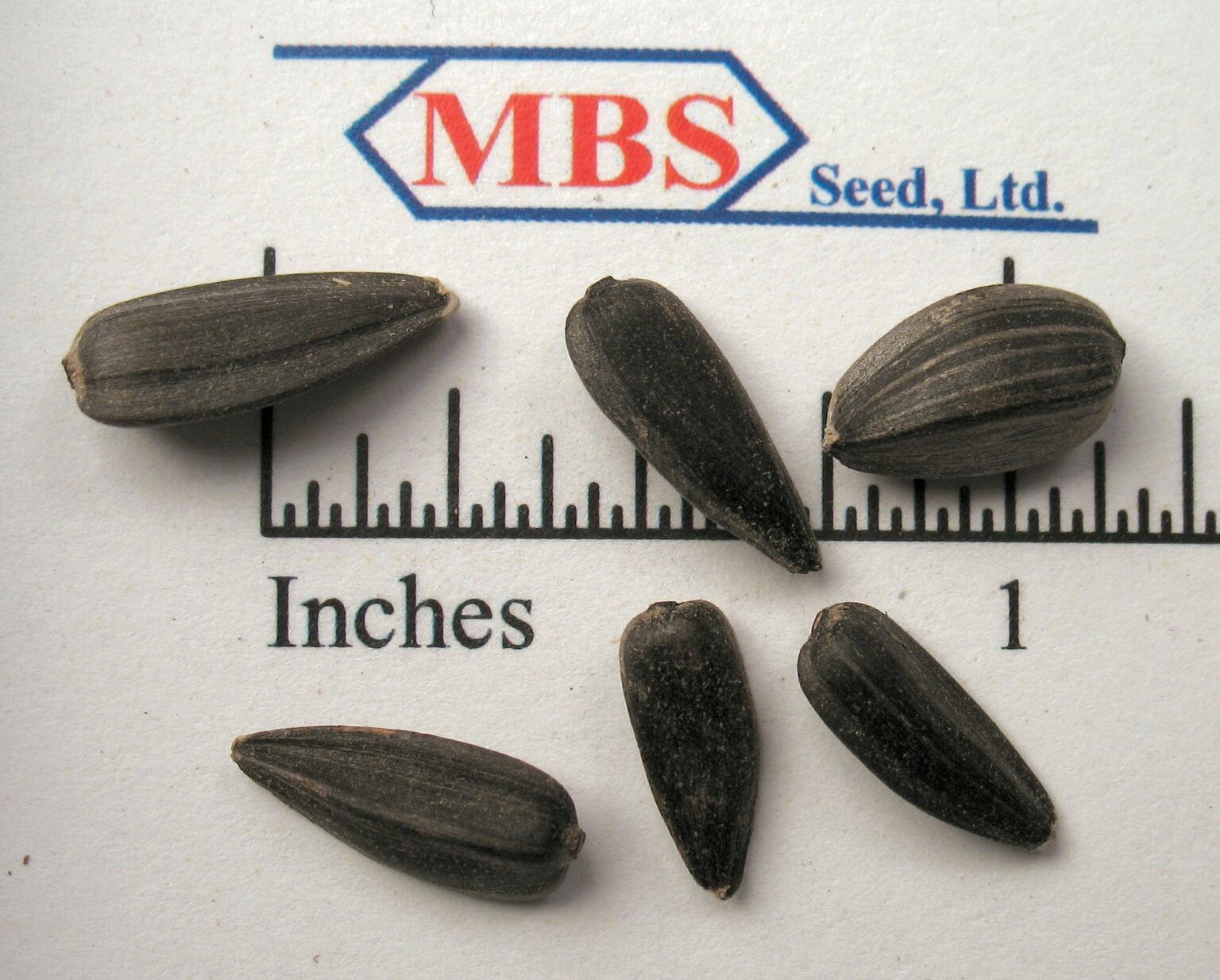 Peredovik Sunflowers 50 lb bag MBS Seed