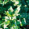 Purple-top White Globe Turnip, young plants