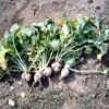 Purple-top White Globe Turnip, pulled from garden