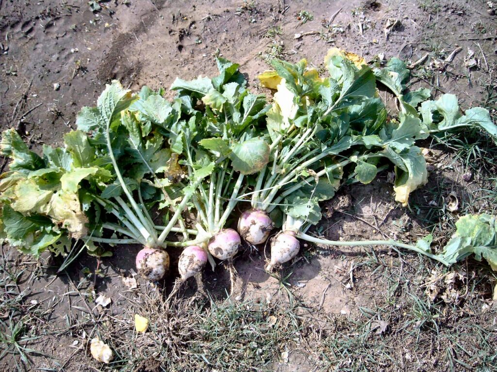 PurpleTop White Globe Turnips 50 lb bag MBS Seed