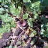 Purple-top White Globe Turnip, in garden