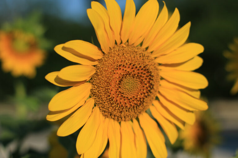 Peredovik Sunflowers 50 lb bag MBS Seed