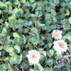 White clover