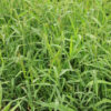 Red River Crabgrass