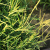Red River Crabgrass