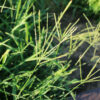 Red River Crabgrass