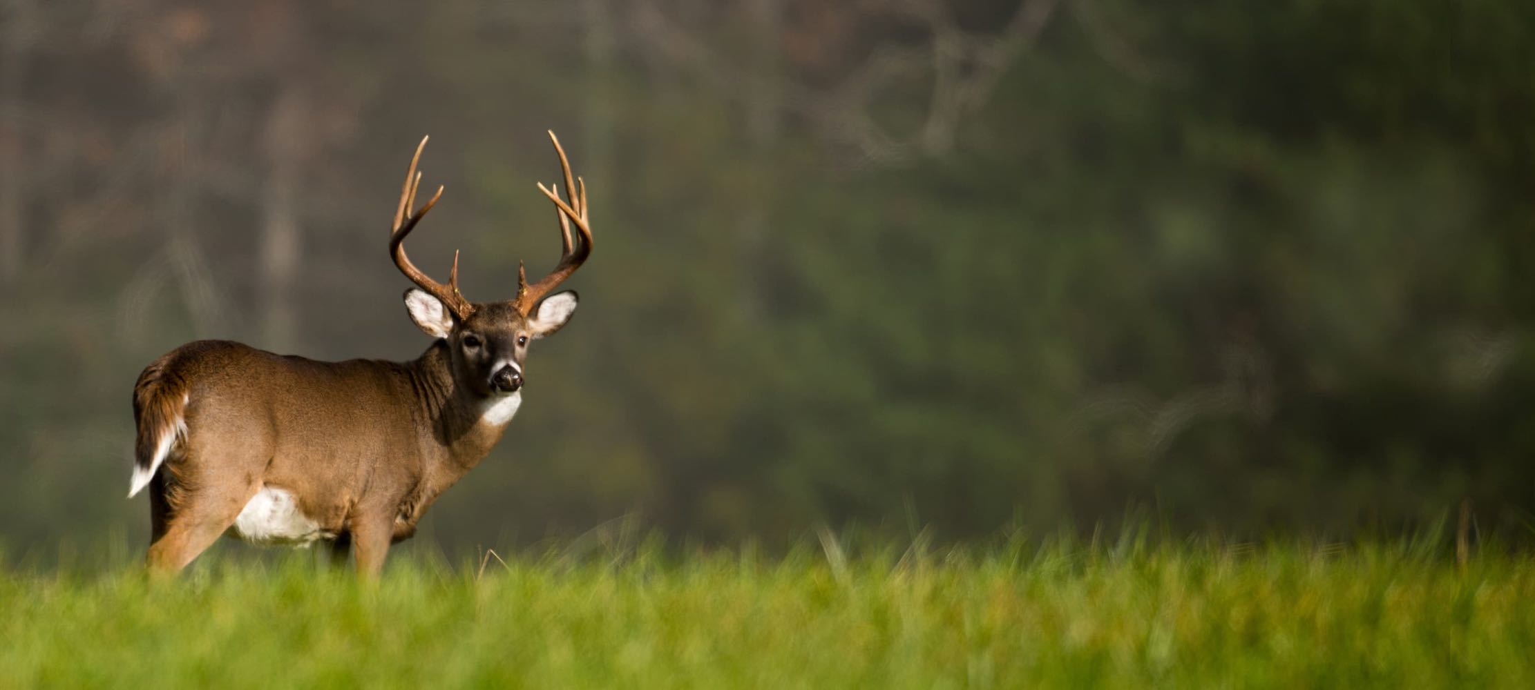 Single Dear in Meadow