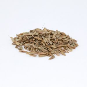 Early Boss Annual Ryegrass Seed – 50 lb bag
