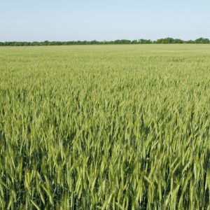 Malted Soft Red Winter Wheat Grain – 50 lb bag
