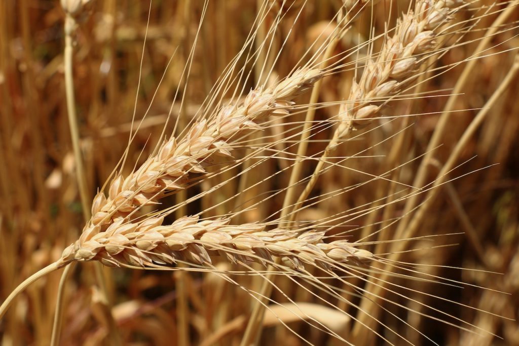 Soft Red Winter Wheat Grain 50 lb bag MBS Seed