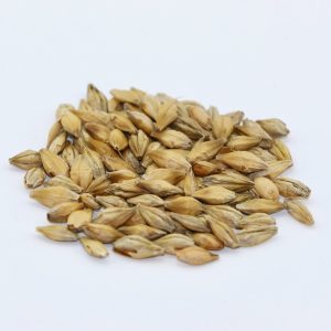 P919 Barley Seed – 50 LB Bag