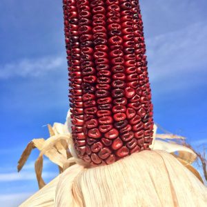 Bloody Butcher Corn Grain – 50 lb bag