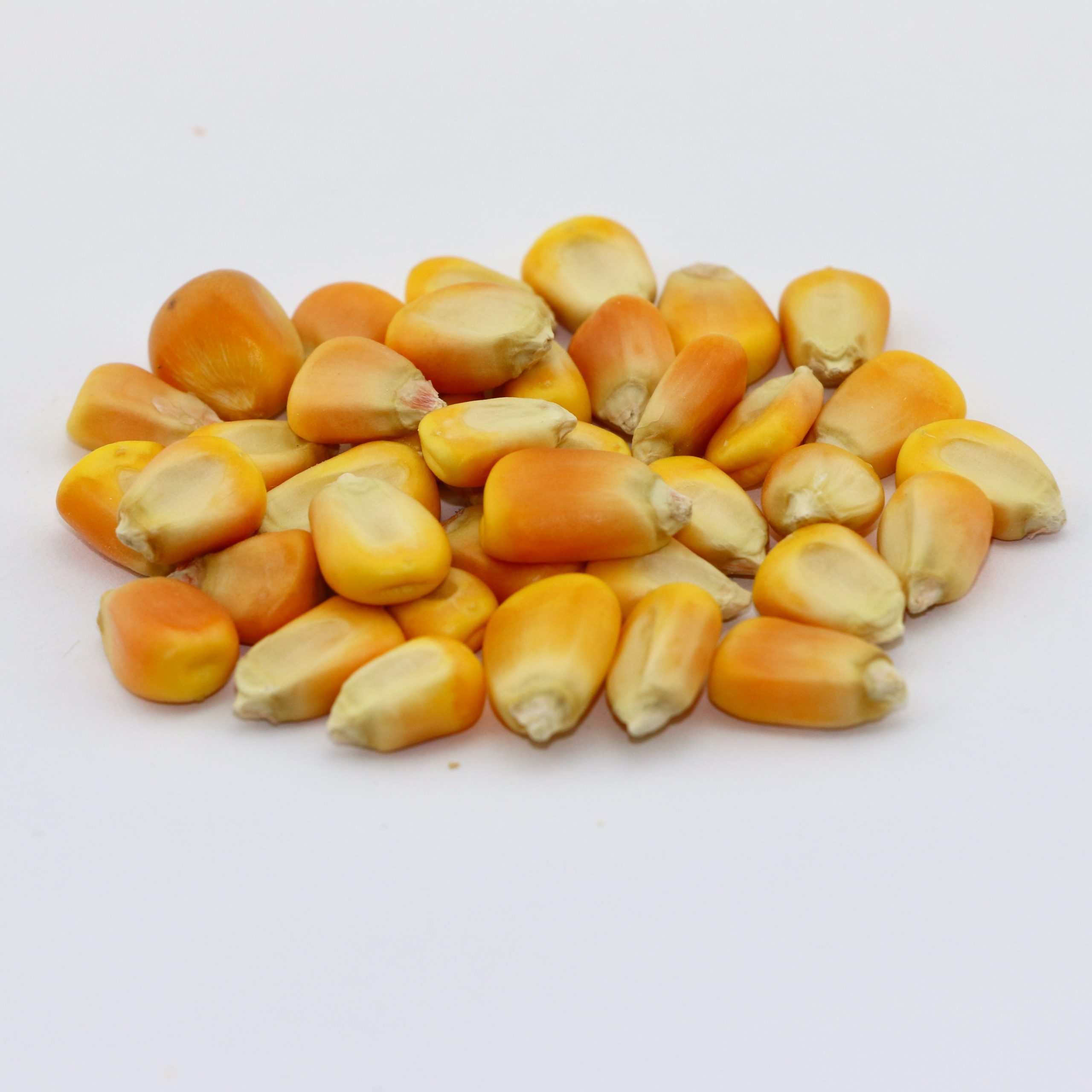 Yellow Dent Corn Grain - 50 lb bag