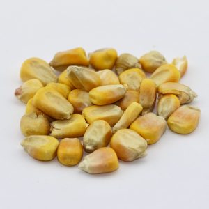 Malted Yellow Dent Corn Grain – 50 lb bag