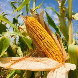 Yellow Dent Corn Grain – 50 lb bag