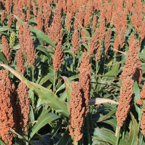 Sorghum Grain – 50 lb bag
