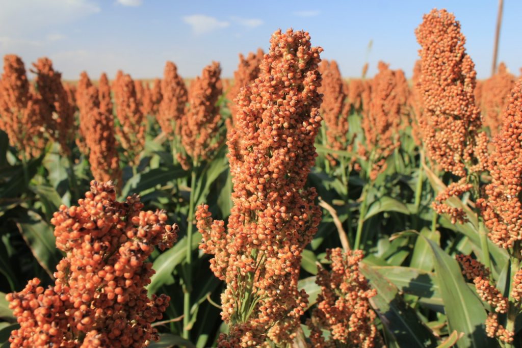 Sorghum Grain - 50 lb bag | MBS Seed