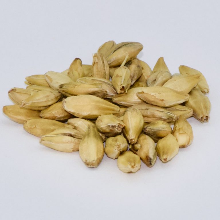 Distiller's Malt High DP Malted Barley 50 lb bag MBS Seed