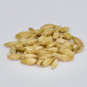 Pilsner Malt – Malted 2 Row Barley – 50 lb bag