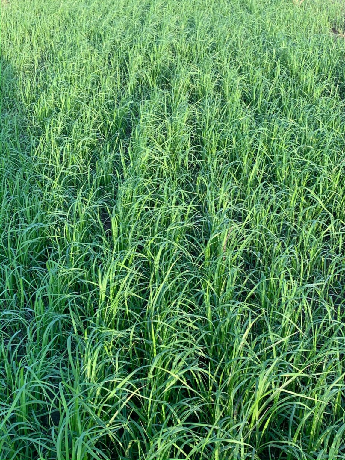 Teff Grass 50 lb bag MBS Seed