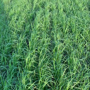Teff Grass Seed – 50 lb bag