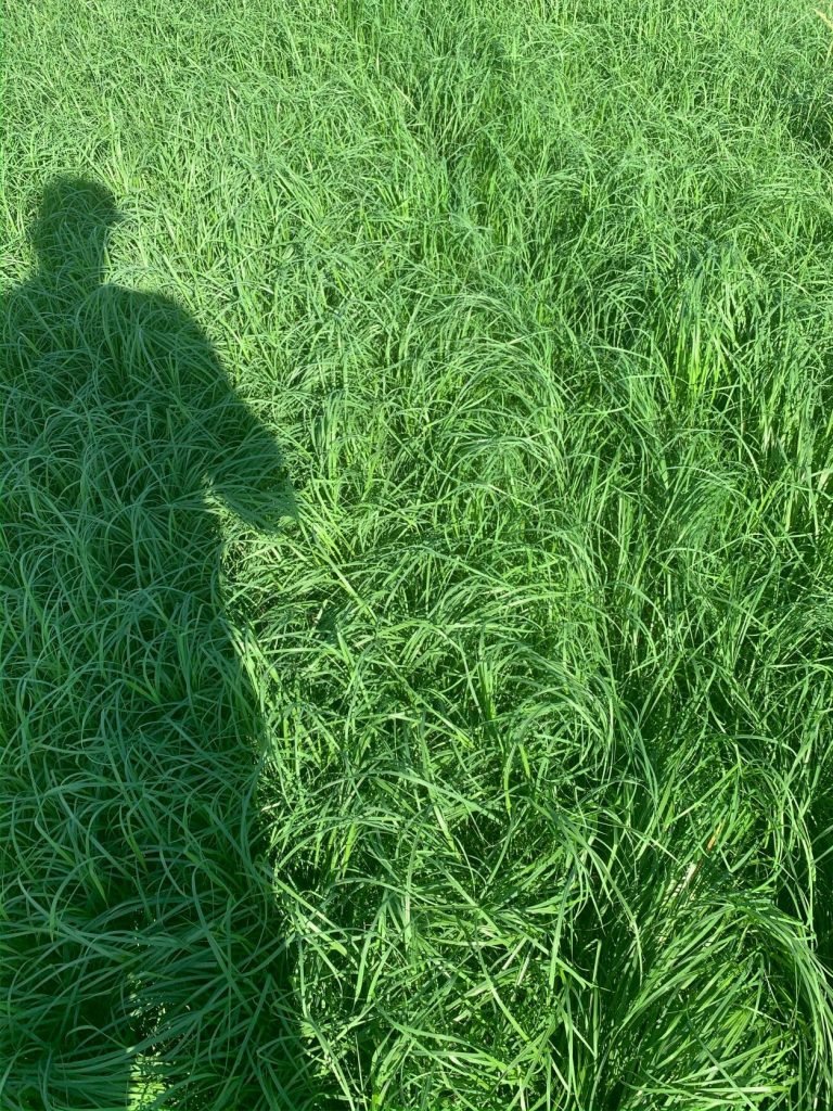 Teff Grass 50 lb bag MBS Seed