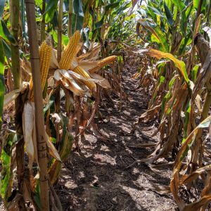 Glyphosate Tolerant Dwarf Corn Seed for Wildlife – 80,000 seed bag