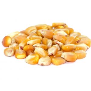 Glyphosate Tolerant Dwarf Corn Seed for Wildlife – 80,000 seed bag