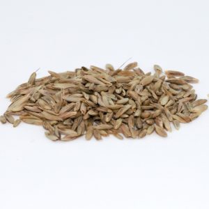 Upstart Turf-Type Annual Ryegrass Seed – 50 lb bag