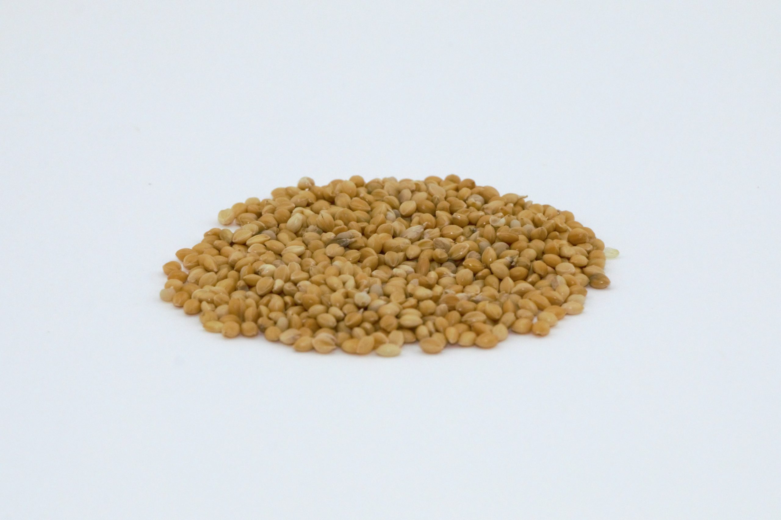 Golden German Foxtail Millet – 50 lb bag