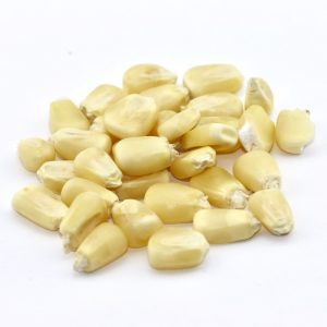 Hickory King White Corn Seed – 50 LB Bag