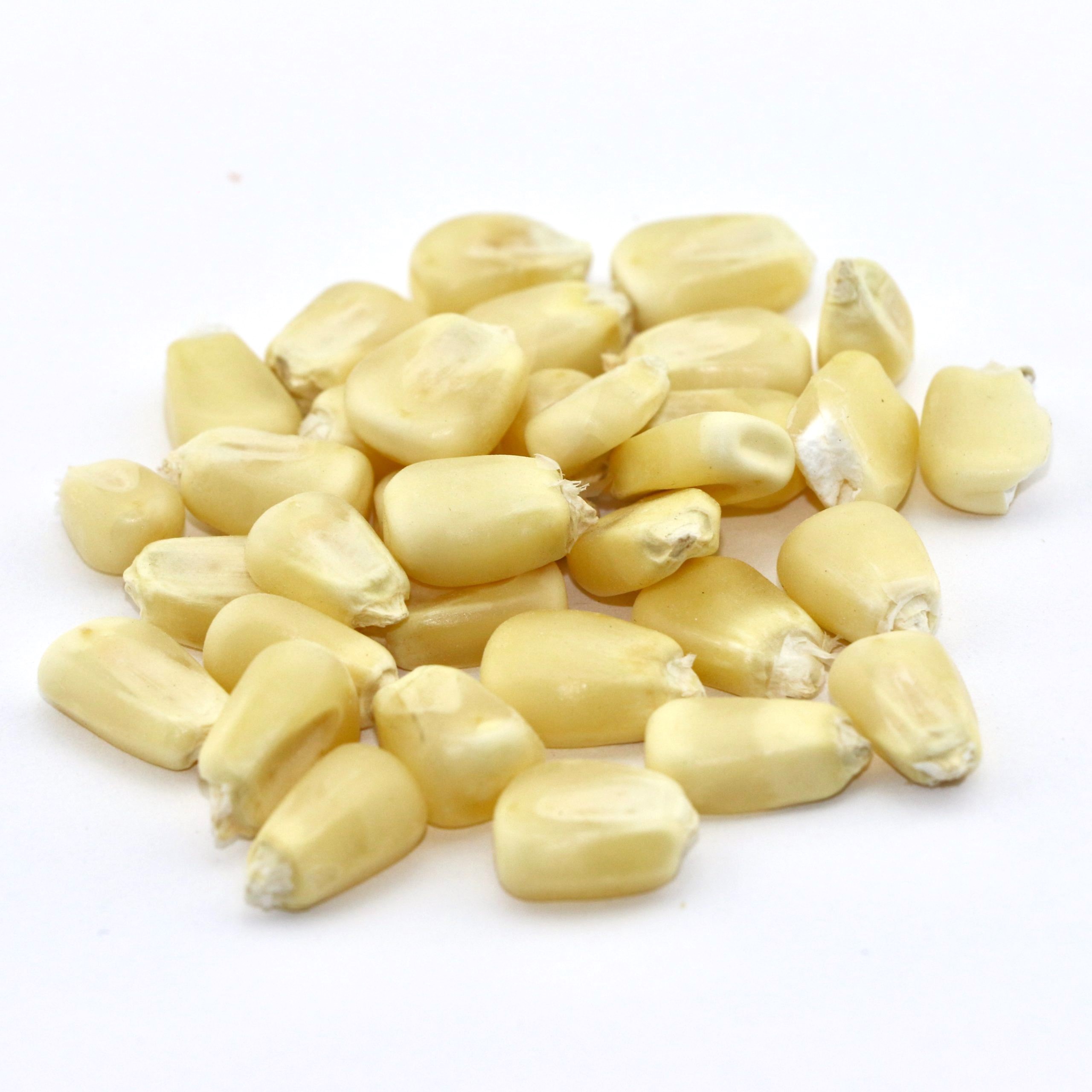 Hickory King White Corn Seed – 50 LB Bag