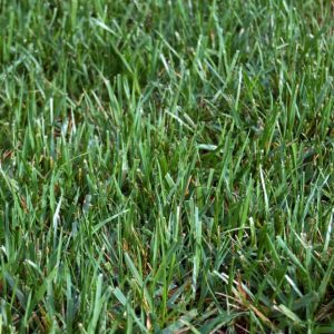 Titan RX Turf-Type Tall Fescue Seed – 25 LB Bag