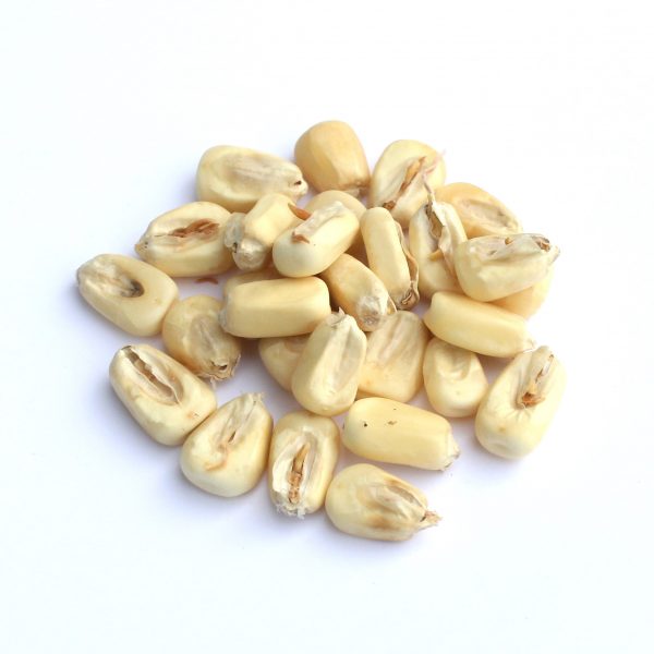 Malted White Corn - 50 lb bag