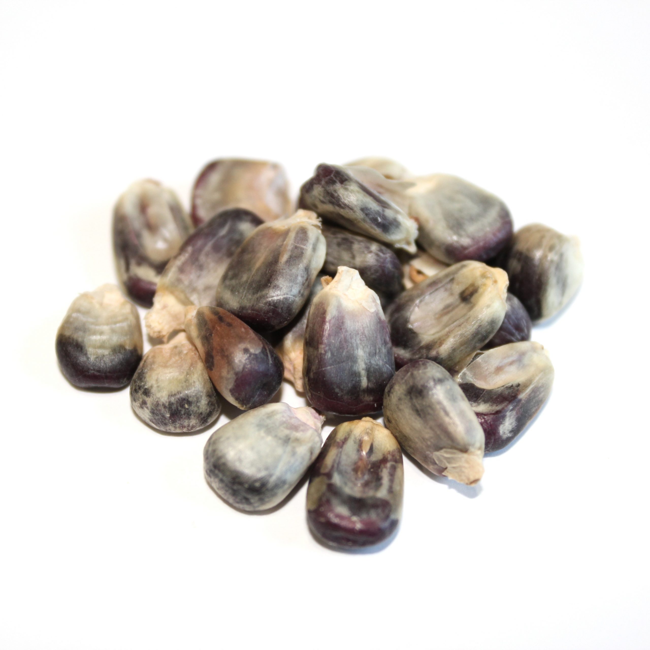 Malted Blue Corn Grain – 50 lb bag