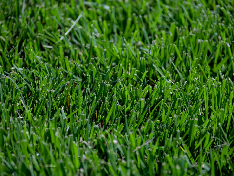 Titan GLX Turf-Type Tall Fescue Seed - 25 LB Bag - Image 3