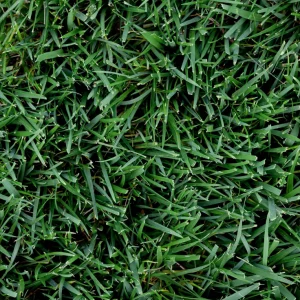 Titan GLX Turf-Type Tall Fescue Seed – 25 LB Bag