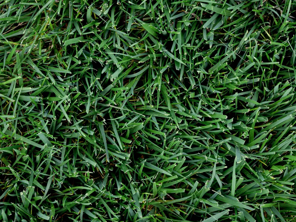 Titan GLX Turf-Type Tall Fescue Seed – 25 LB Bag